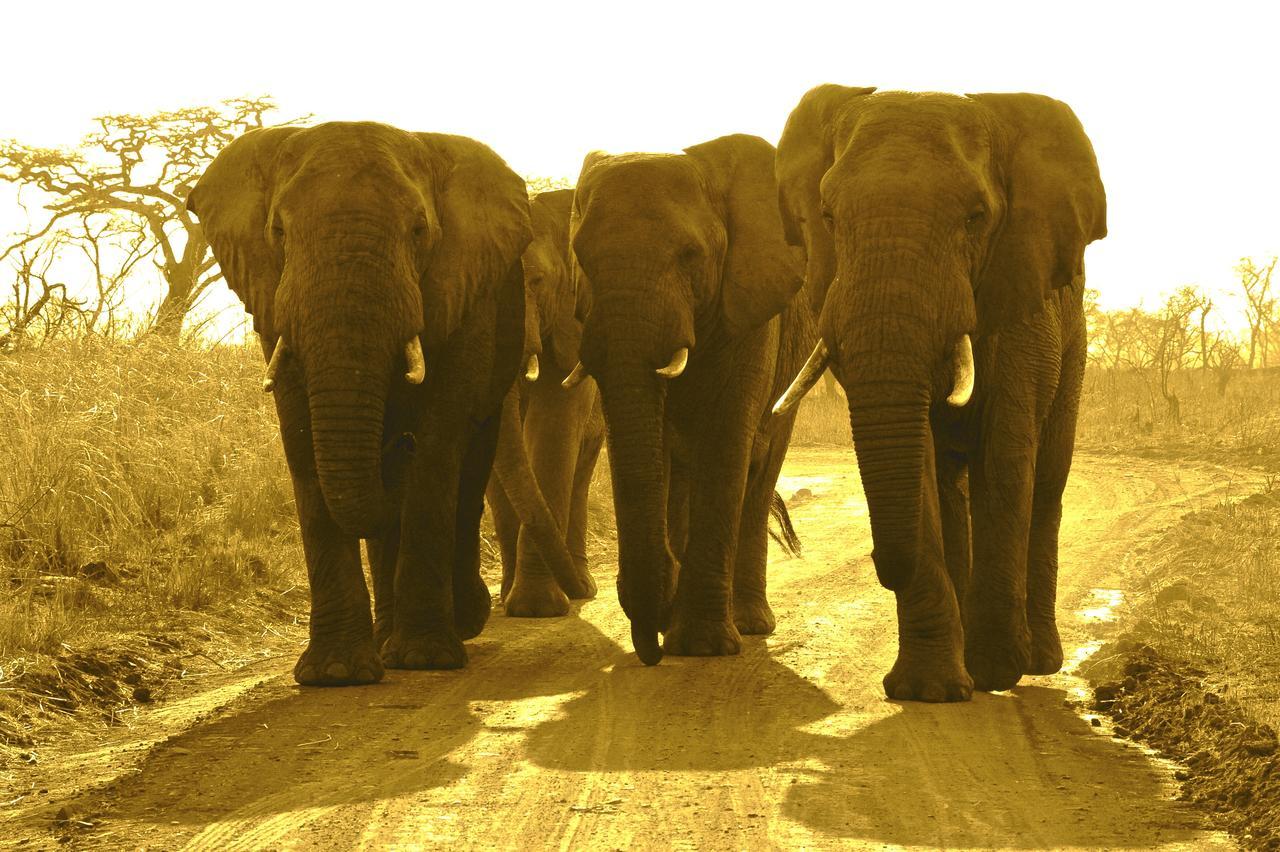 Esiweni Luxury Safari Lodge Ladysmith Esterno foto